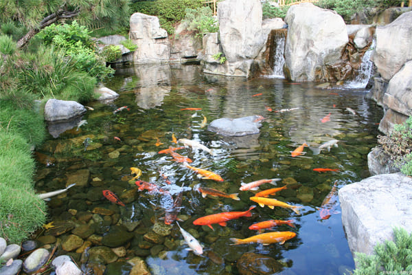 鱼池过滤实景图